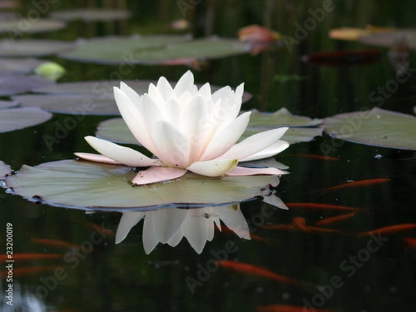 Obraz Seerosen Idylle