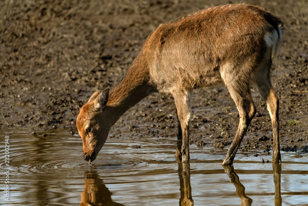 Obraz Deer drinking from stream 