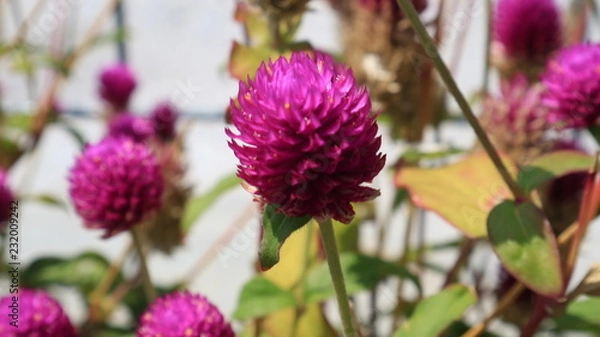 Obraz Red clover