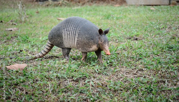 Fototapeta Nine-Banded Armadillo (Dasypus Novemcinctus) Costa Rica.  Roaming the dirty and grassy jungle.