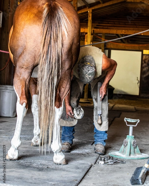 Fototapeta farrier
