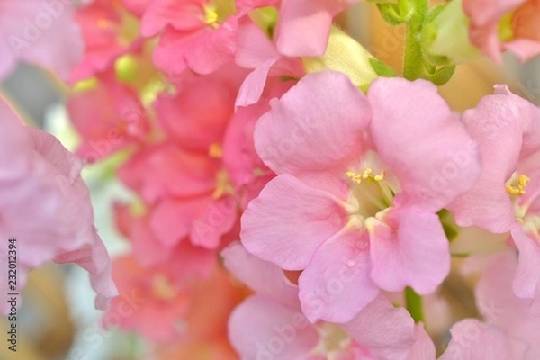 Fototapeta ピンク色の金魚草.