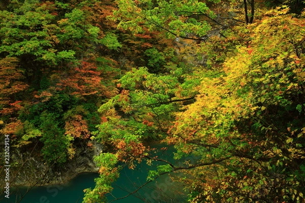 Obraz 紅葉の抱返り渓谷