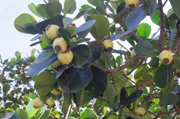 Obraz Clusia rosea, the autograph tree, copey, balsam apple, pitch-apple, and Scotch attorney, is a tropical and sub-tropical plant species in the genus Clusia.