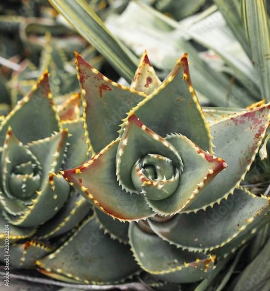 Obraz samantha jones