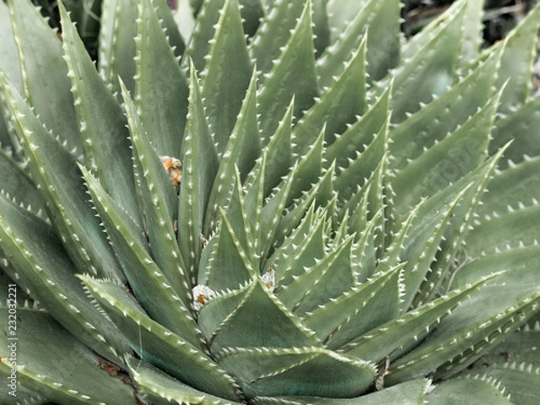 Obraz samantha jones