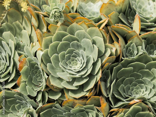 Obraz samantha jones