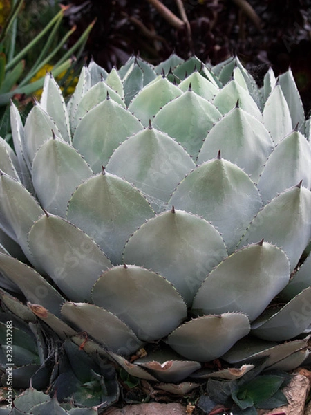 Obraz samantha jones