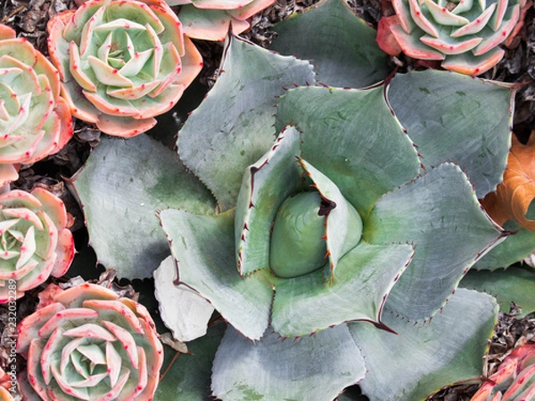 Obraz samantha jones