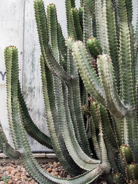 Obraz samantha jones