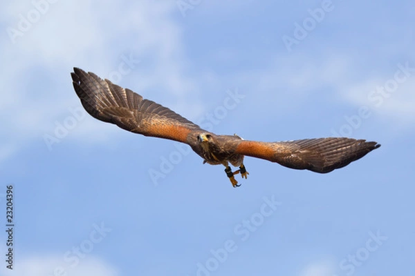 Obraz Wüstenbussard im Flug