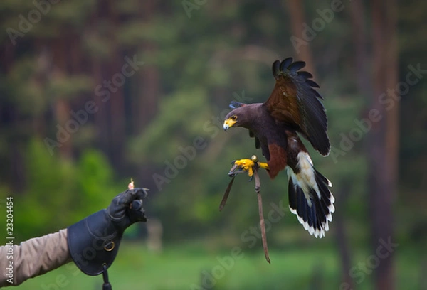 Obraz Wüstenbussard