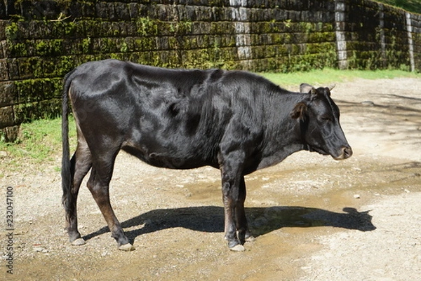 Fototapeta black cattle