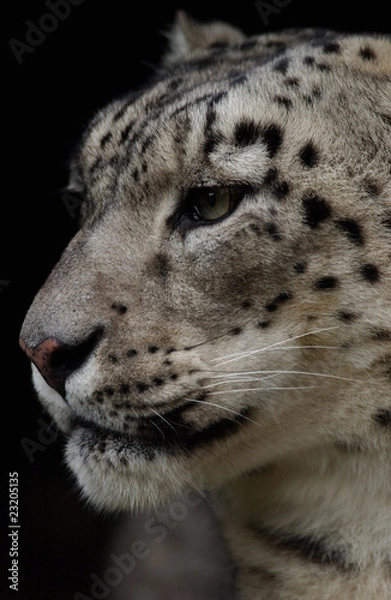 Obraz SNOW LEOPARD