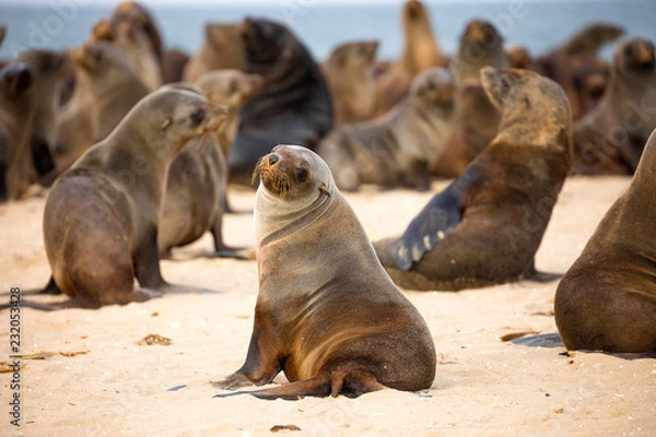 Fototapeta Seal Colony