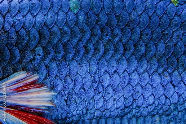 Fototapeta Fish scale Siamese betta fish beautiful color background