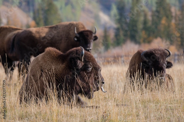 Fototapeta Bison or bison (lat. Bison) - common in the northern hemisphere is a genus of bulls, hoofed mammals of the bovid family (Bovidae). It consists of two modern species - European bison and American bison