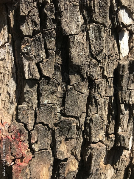 Obraz corteza de arbol 