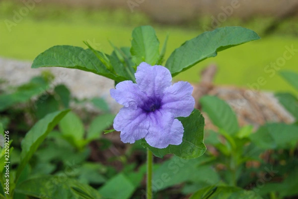 Obraz Forest Flower with purple.
