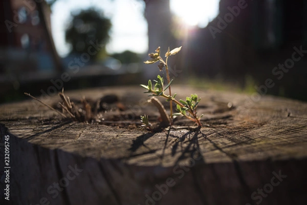 Obraz A close-up soft focus view of a tiny sprout growing in the center of an old, massive, dry tree stump, backlit by warm sunlight, symbolizing life force and regeneration.