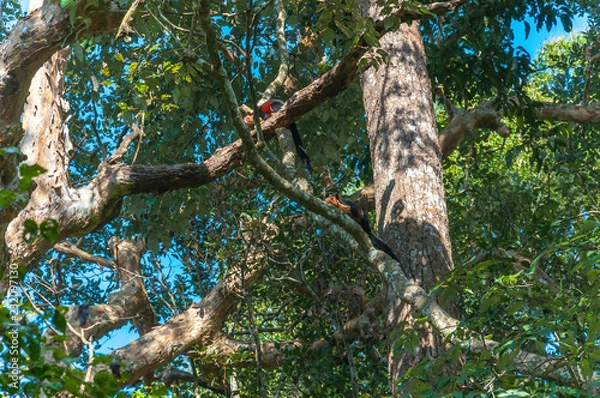 Fototapeta Indian Malabar giant squirrels, on the tree in Periyar Forest