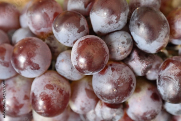 Fototapeta A close view of some red grapes still on its stalk and partially covered with the typical pruinescence