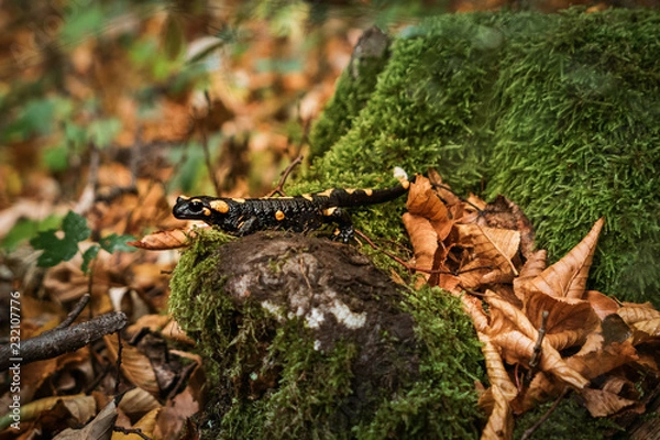 Fototapeta Feuersalamander