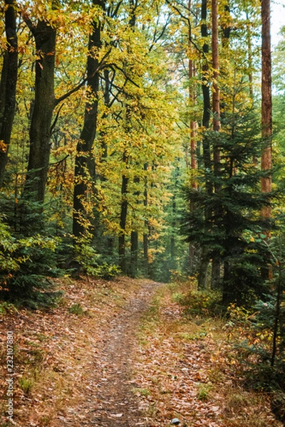 Fototapeta Herbstwald