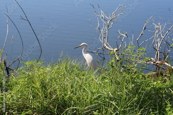 Obraz Snowy Egert, white bird, black beek, yellow feet, pond, rookery, Venice FL, 