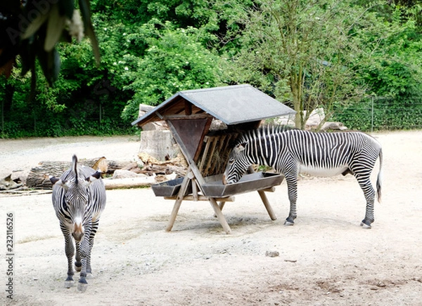 Obraz Zebras in a Zoo