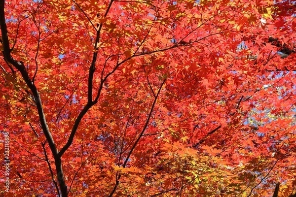 Fototapeta Maple leaves autumn