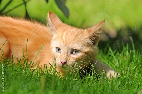 Fototapeta Rote Katze im Gras