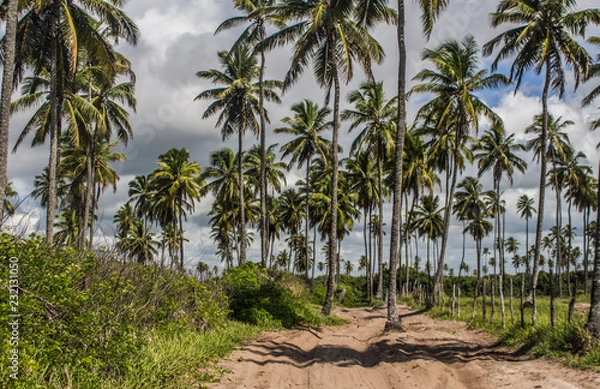 Fototapeta palmeras y nubes