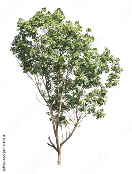 Obraz Tree isolated on a white background