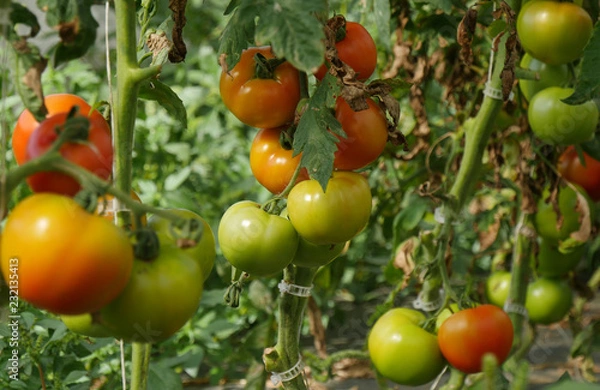 Obraz closeup of organic tomatoes in the garden