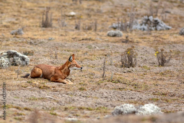 Obraz loup d'Abyssinie