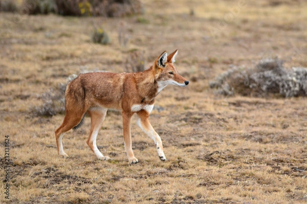 Obraz loup d'Abyssinie.