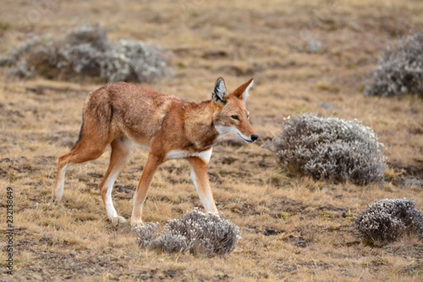 Obraz loup d'Abyssinie