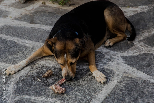 Fototapeta Perro comiendo