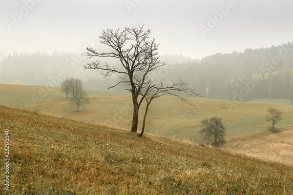 Obraz Osamotnione drzewko