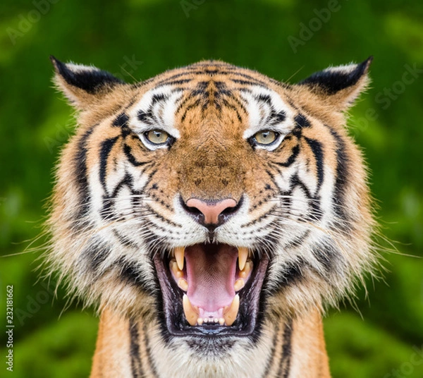 Obraz Tiger face close up