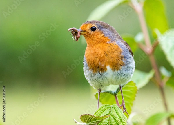 Obraz European robin with beakful of insects against a green background