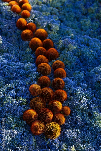 Fototapeta Round balls of plants with sharp needles on blue small flowers