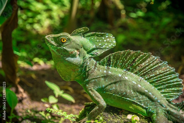 Obraz Costa Rica Basilisk Jesus Lizard