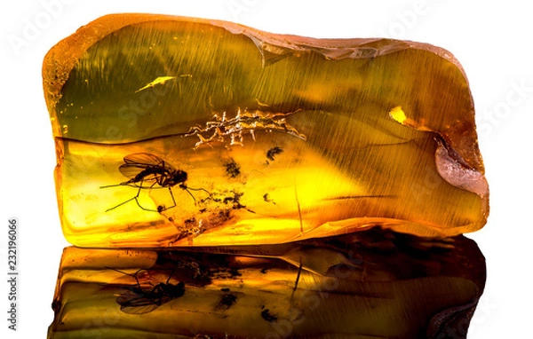 Obraz Amazing baltic amber with frozen in this piece a mosquito, isolated on white background. 