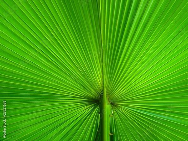 Obraz Palm Leaf radius