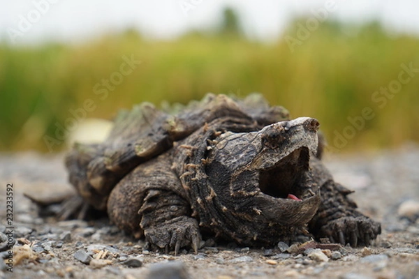Obraz Alligator Snapping Turtle