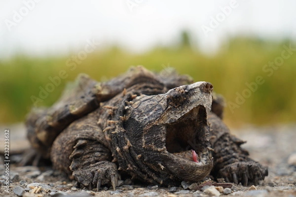 Obraz Alligator Snapping Turtle