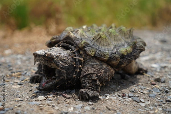 Obraz Alligator Snapping Turtle