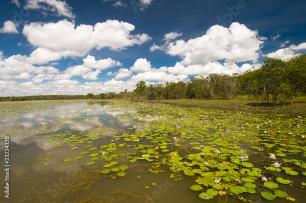 Obraz Lilies at Bird Billabong, Australia
